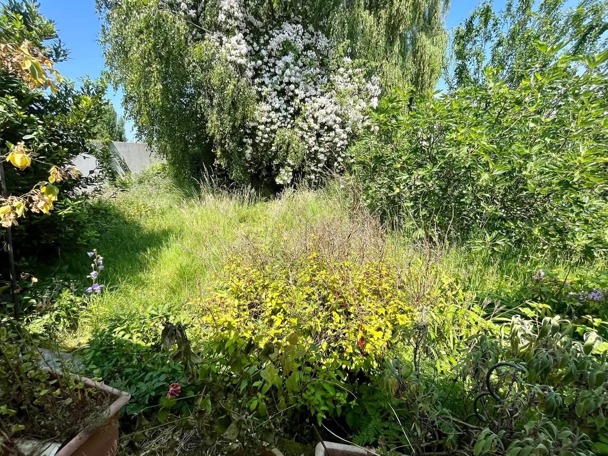 Avant : jardin envahi par la végétation