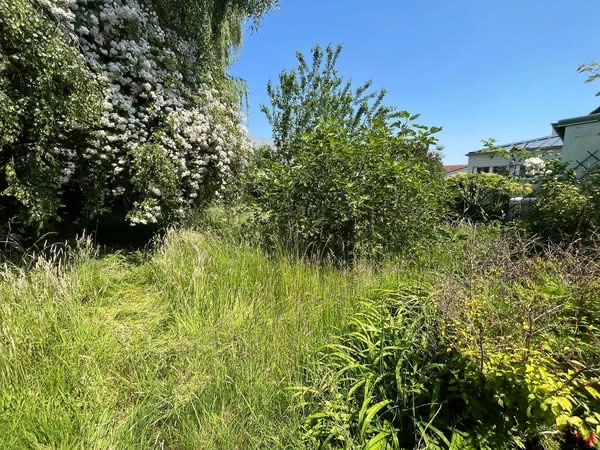 Avant : herbes hautes et massifs envahis